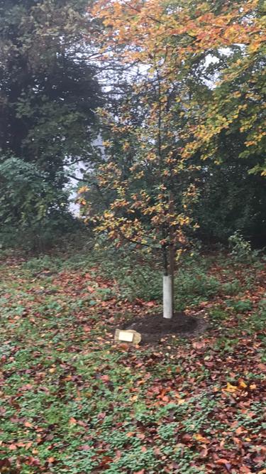Wansford’s Jubilee Tree in Nene Close